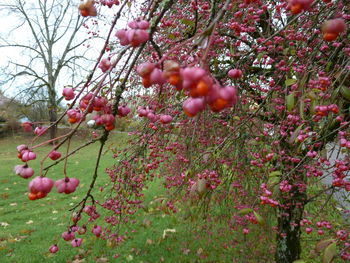 Close-up of pink cherry tree