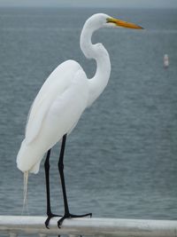 Bird in water