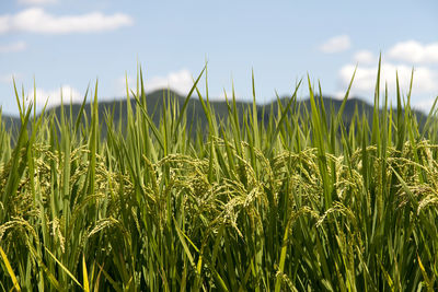 Close-up of wheat growing on field against sky