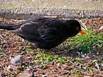 Close-up of bird