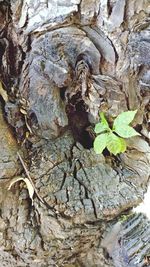 Close-up of tree trunk