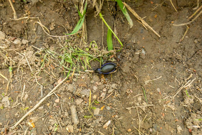 High angle view of insect on field