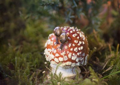 Two small snails crawling on a fly agaric that grows among the green moss