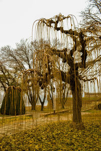 Trees on field against clear sky