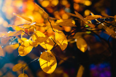 Close-up of yellow flowering plant