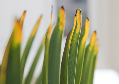 Close-up of yellow flower