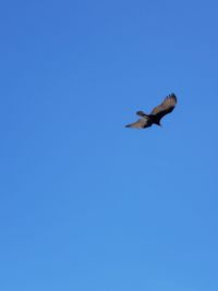 Low angle view of bird flying