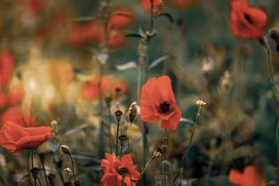 Close-up of red poppy flowers