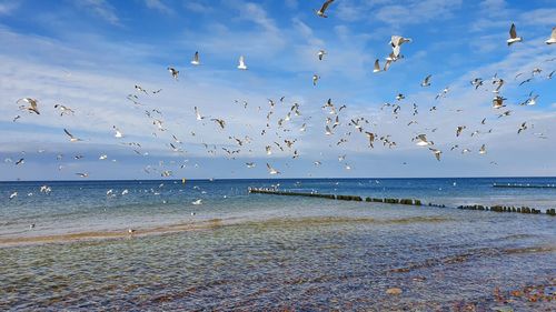 Birds flying over beach against sky
