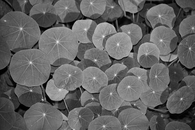 Full frame shot of leaves