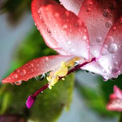 Close-up of water drops on pink flower