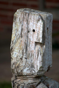 Close-up of tree stump