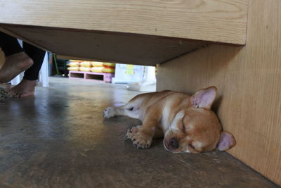 Dog resting on floor