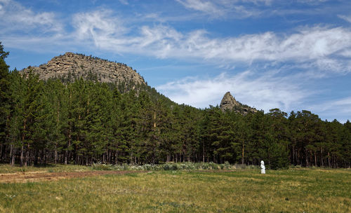 Scenic view of trees growing on field against sky