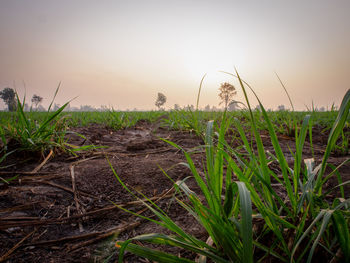 Close-up of plants growing on field against sky