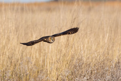 Long eared owl flying over field