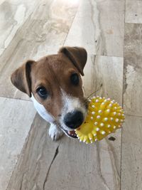 High angle portrait of dog on floor