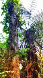 Low angle view of coconut palm tree against sky