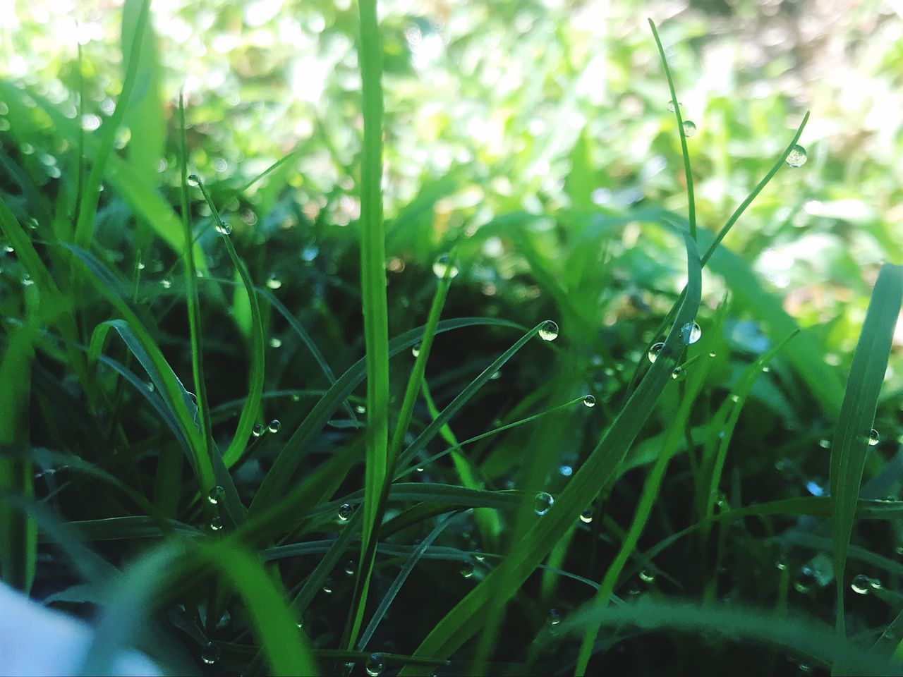 plant, green color, growth, beauty in nature, selective focus, nature, grass, drop, water, day, close-up, wet, freshness, land, blade of grass, no people, outdoors, field, plant part, dew, rain, raindrop, purity