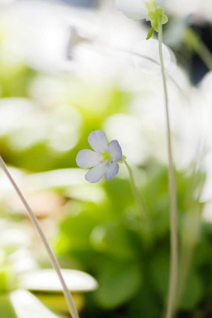 CLOSE-UP OF WHITE FLOWERING PLANT