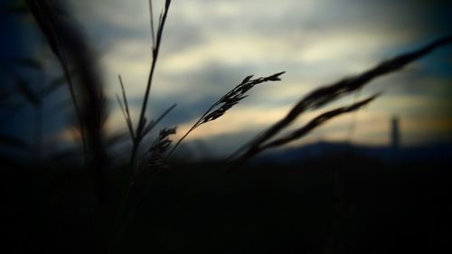 Close-up of silhouette plants against sky during sunset