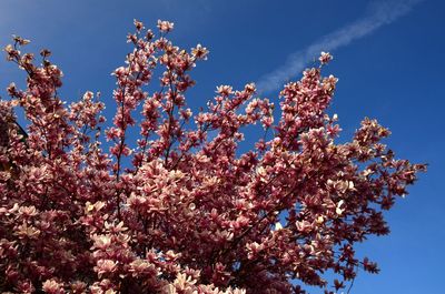 Low angle view of cherry blossom against blue sky