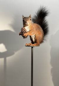 animal