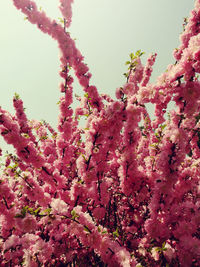 Low angle view of pink flower tree against clear sky