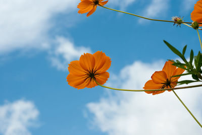 Low angle view of orange hibiscus blooming against sky