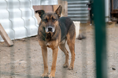 dog