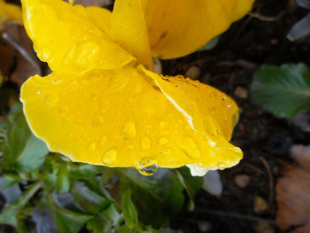 Close-up of wet yellow flower blooming outdoors