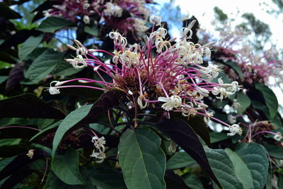 Close-up of flowers in bloom