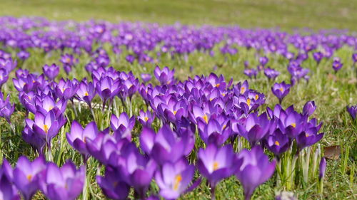 Close-up of large group of purple crocus flowers blooming on field