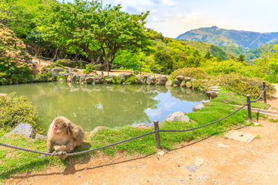 View of sheep on lake against sky