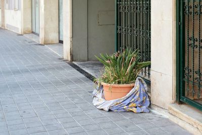 Potted plants on footpath against building