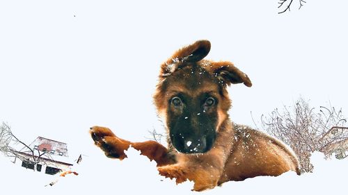 Close-up of a dog in snow