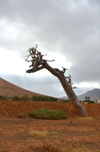 Dead tree on field against sky