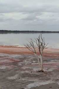 Bare tree on landscape against sky