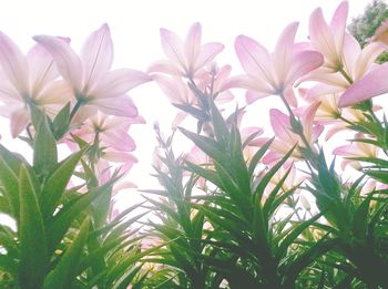 Close-up of flowers