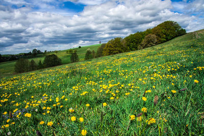 Scenic view of flowering field against cloudy sky