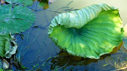 Close-up of green leaf