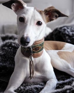 Close-up portrait of dog