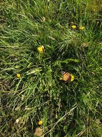 High angle view of insect on grassy field