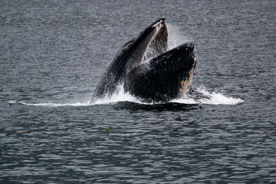 Whale in the sea