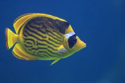 Close-up of yellow fish in aquarium