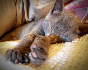 Close-up of cat sleeping