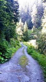 Road amidst trees in forest