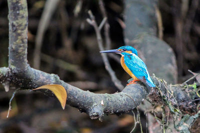 Close-up of bird perching on branch in forest