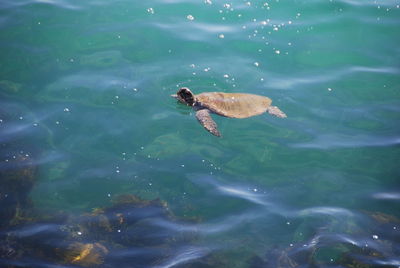 Turtle swimming in lake