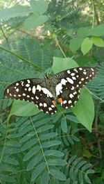 Close-up of butterfly on leaves